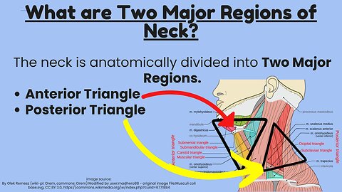 Anatomy of Triangles of the Neck | Anterior and Posterior Triangles Explained | Novice Medic