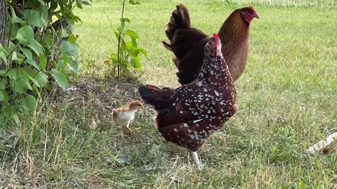 Free range baby chick
