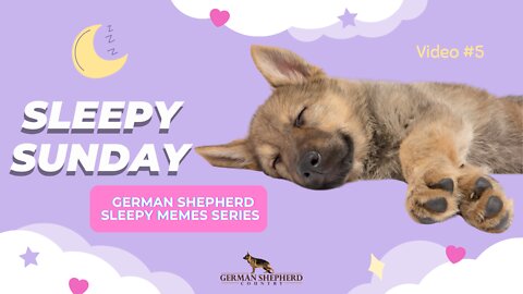 Sleepy Sunday 😴 Video #5 | German Shepherd Memes