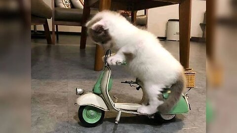Viral Cat Videos Mix #01 🐈😻
