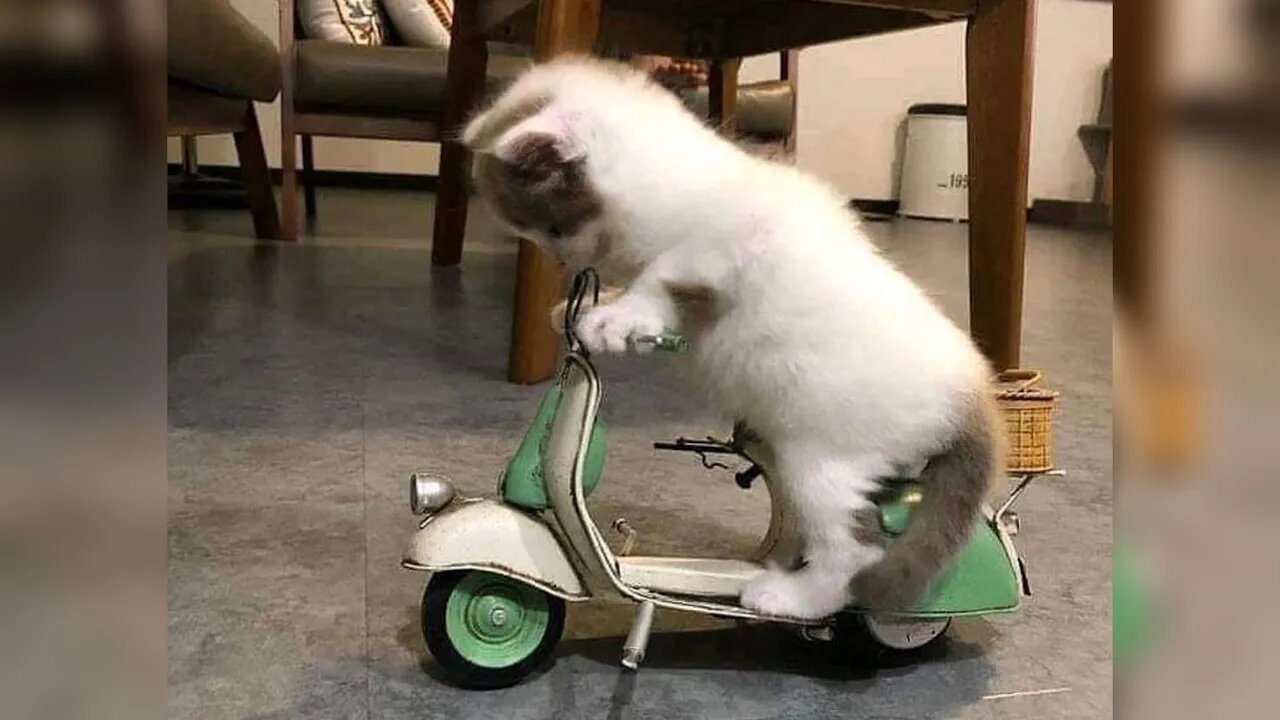 Viral Cat Videos Mix #01 🐈😻