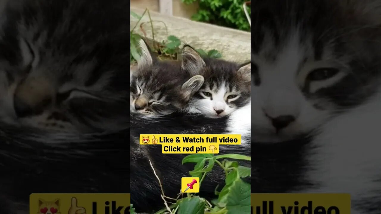 cute cat videos 😹funny videos 😂1369😻#shorts #catvideos #funnycatsvideos #cat #funny_cat #cutecat