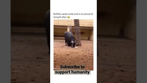 #short #wildlife #wildanimals #wild BUFFALO SAVING TURTLE 🐢