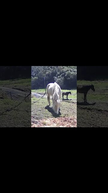 The secret lives of brumbies