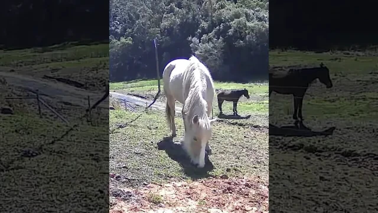 The secret lives of brumbies
