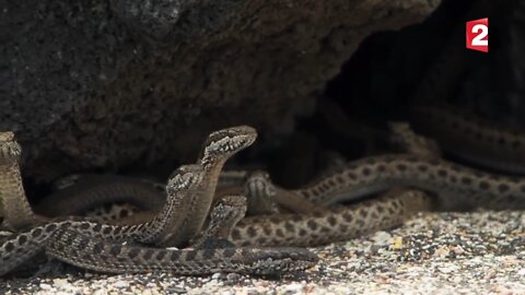 Snake attack to anduo ||😡😡