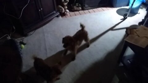 Tinas Mom and Dads Dogs Bella and Rocko March 2020
