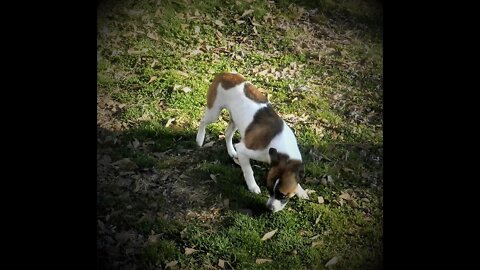 Ollie Running In The Creek