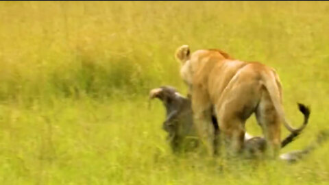 The strength and speed of lions are successful in hunting prey