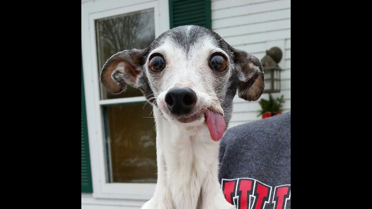 Funny dogs