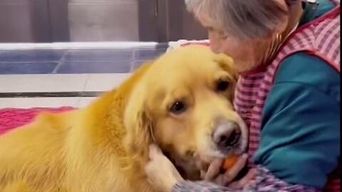 Dog ! animals ! Best house dog ! dog barking ! dog videos ! Dog insurance comparison ! animal #1