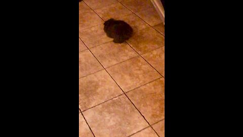 Cat Fetching Toy😻