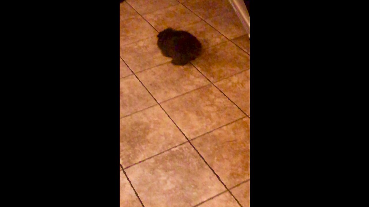 Cat Fetching Toy😻