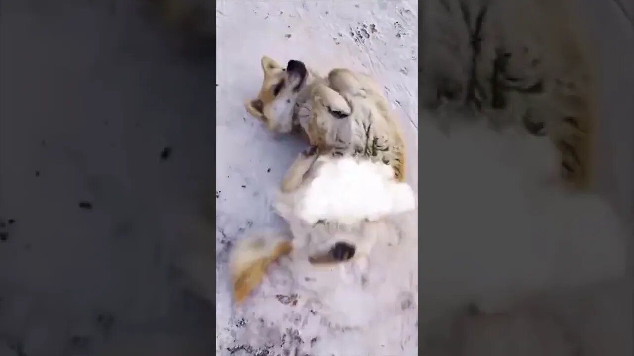 Funny Tik Tok video #tiktok #funny #viral #shorts