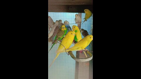 Budgies in happy mood