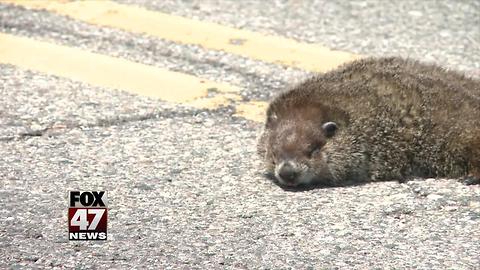 Roadkill littering roadways, what's the policy for picking it up?