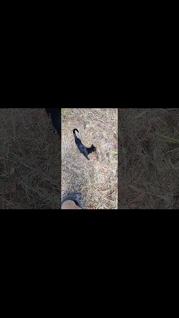 Charlotte is running around the property with me trying to find the geese #cats #kittens #cutecats