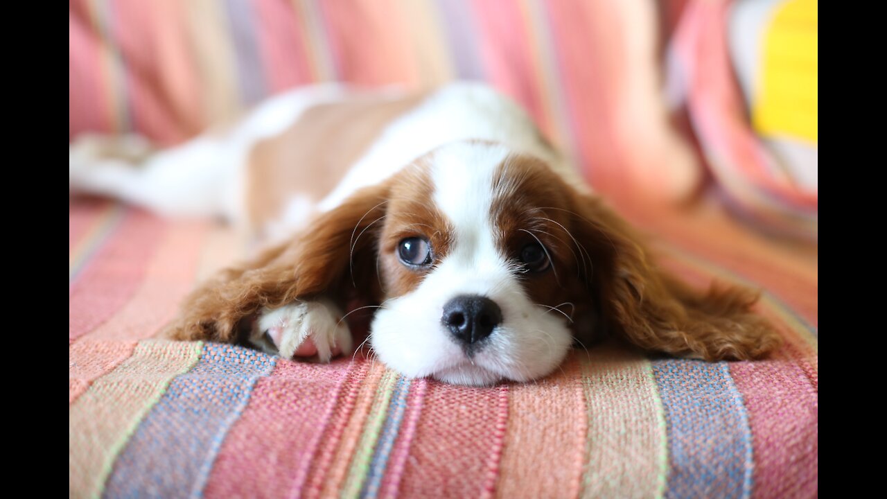 Trained and obedient cute puppy