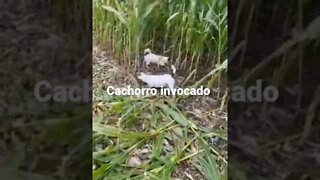 Cachorro invocado