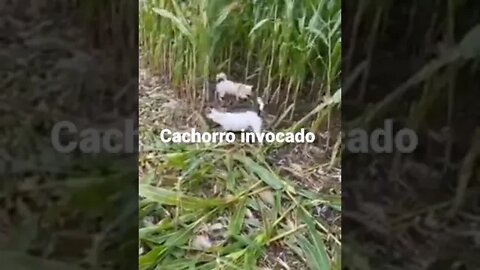 Cachorro invocado