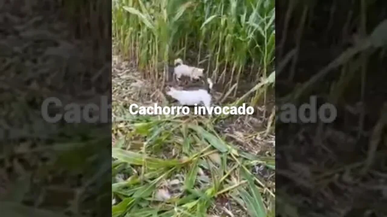 Cachorro invocado