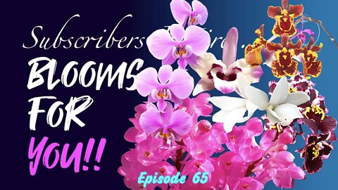 SUBSCRIBERS INSPIRE| You color my life | Blooms for YOU! Episode 65 🌸🌺🌼💐#Orchids #OrchidsinBloom