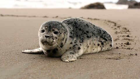 Animal video😍😍😍😍!!
