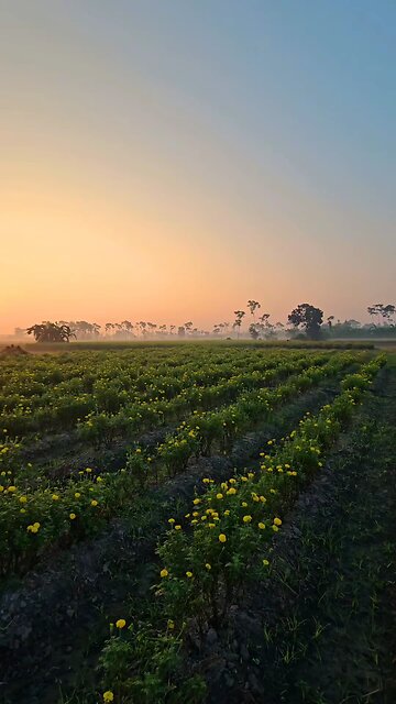 "Embrace the day with nature's symphony 🌅🌿 Let the sunrise #MorningMagic #Nature'sBeauty"