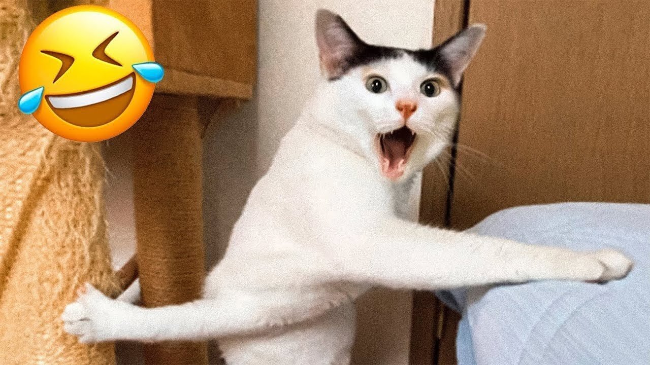 Cats Being Cats: You'll Be in Stitches Watching These Clips