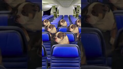 viagem boa pra cachorro