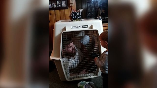 Baby Locks Dad In Doggy Kennel