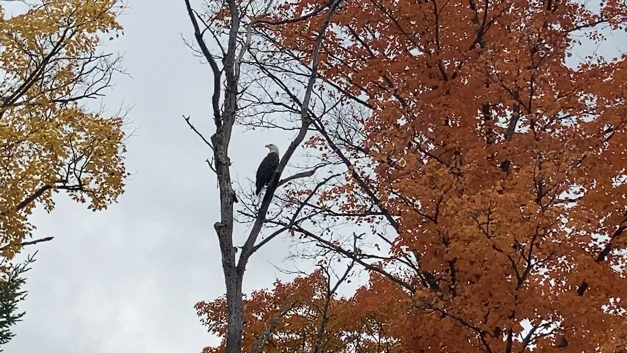 Eagle flies