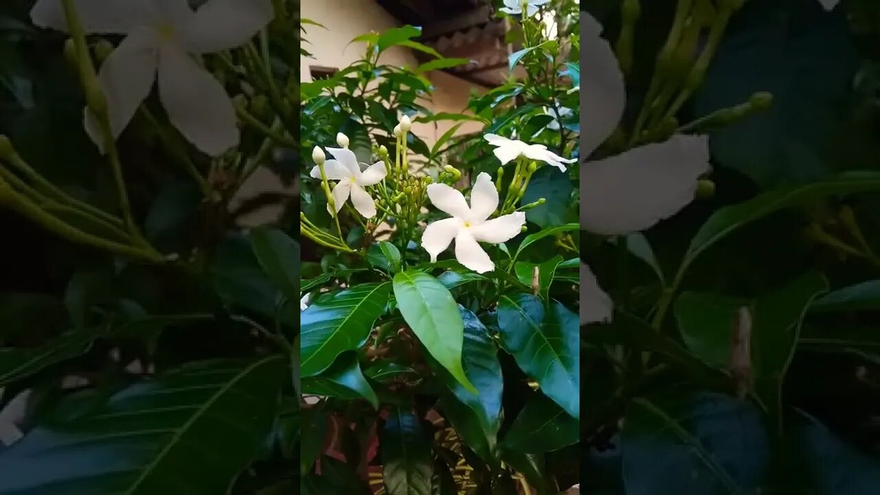 Guess the flower
