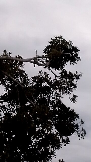 Sniffing the Wind and Taking A Good Look Around