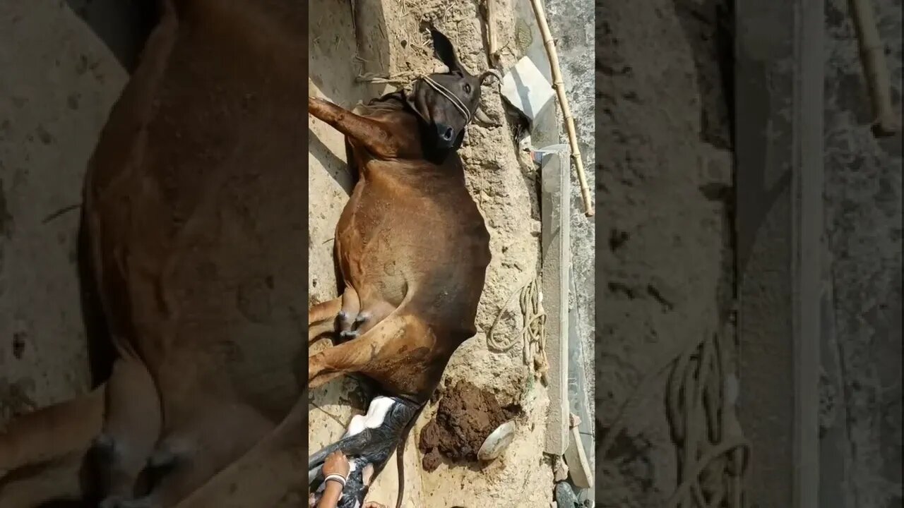 Teri ungli paker ke/meri ma//shorts video/#shorts