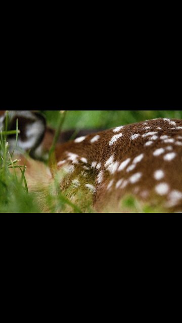 New Life! (NEWBORN FAWN)