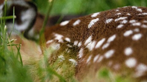 New Life! (NEWBORN FAWN)