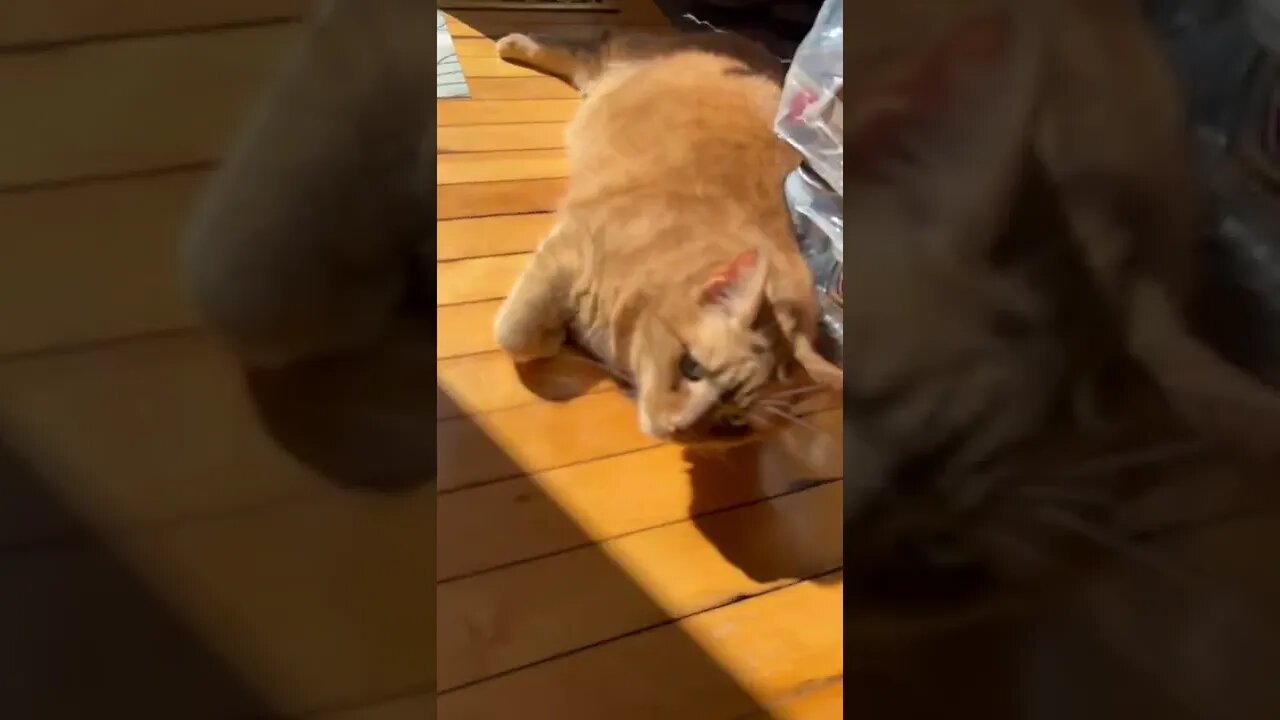 Cat meowing at me after a nap