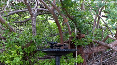 Black-and-White Warbler