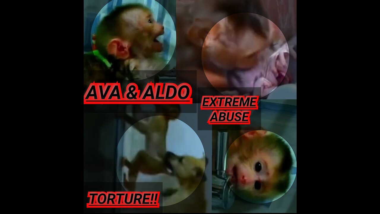 BEST-OF: BabyMonkeys (AVA & ALDO)!!!! ABSURDLY AWFUL ABUSE & TORTURE!!!!