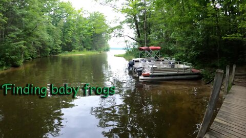 Baby frogs at Newaygo.