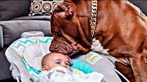 Dog Barks At Babysitter, So Mom Hides Camera In Hair