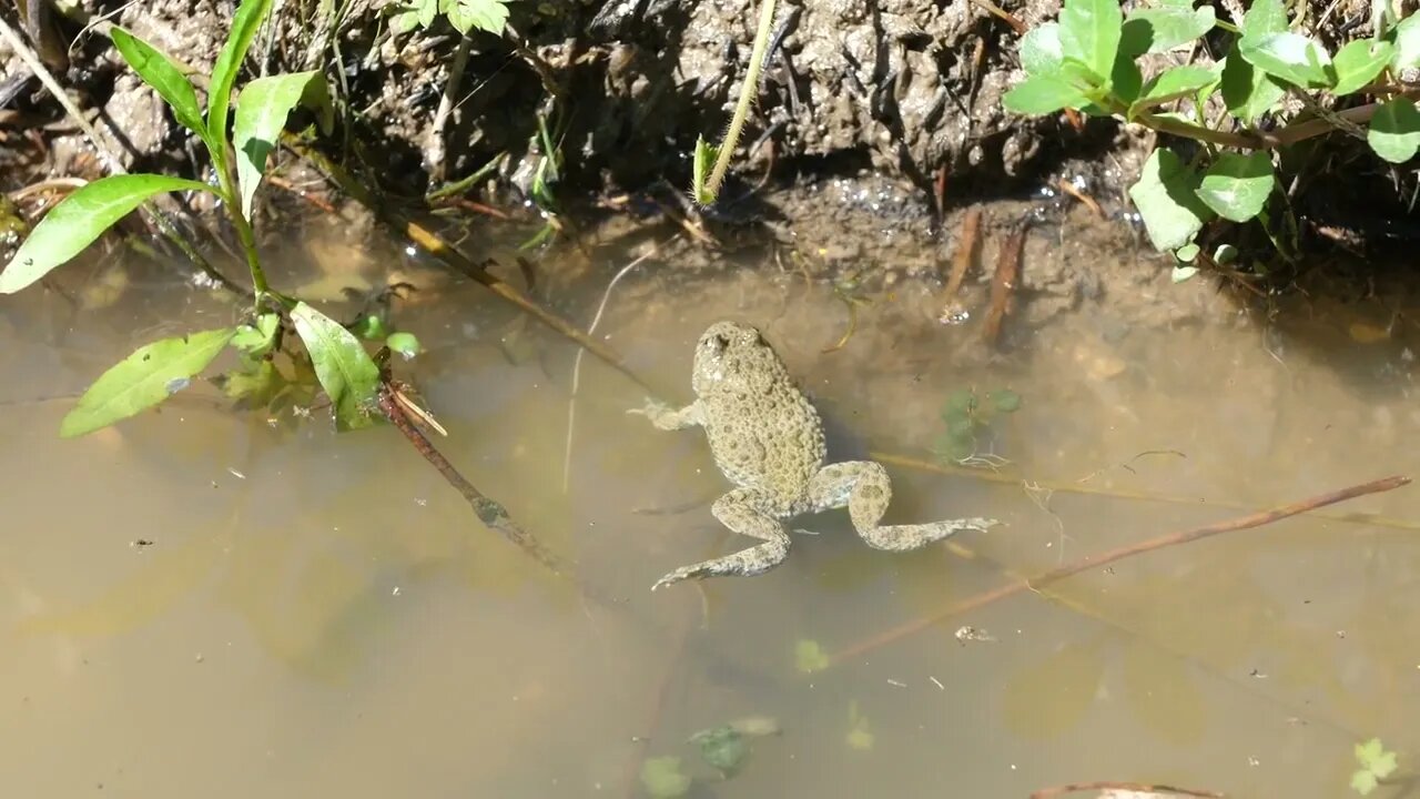 Yellow bellied toad in a pond Verdun France