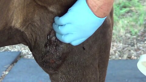 Buddy Horse Boo Boo Care Day Two - Horse Medical Care