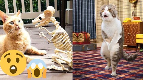 Viral funny animals compilation 2023😭🤣