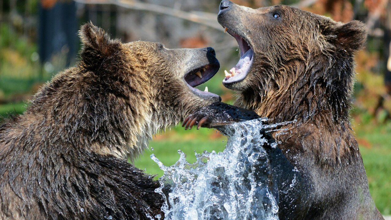 How do bears breastfeed their young beautiful and wonderful