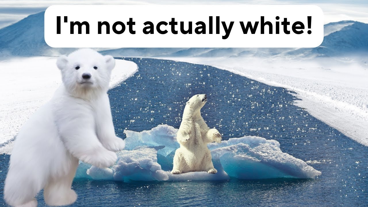 20 Unusual Facts about Polar Bears You Won't Hear Everywhere. Concise, Clear, and Educational!