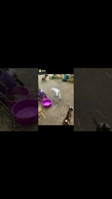 Mera tan dole Mera man dole