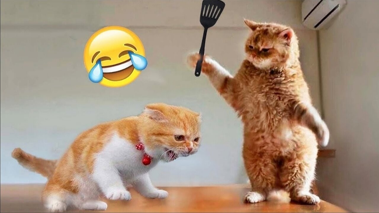 Cats funny videos