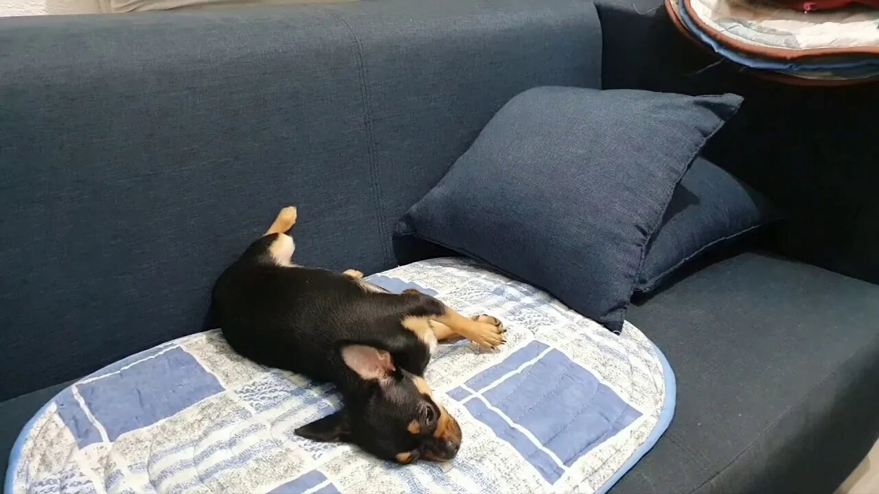 Dog Dreams? Dog Dreaming? Dog Sleepwalking? Zoom Chihuahua